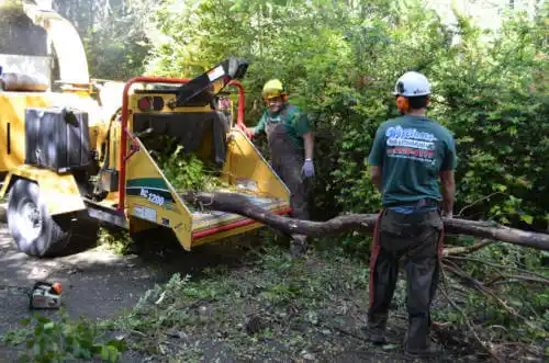 tree services Naranja